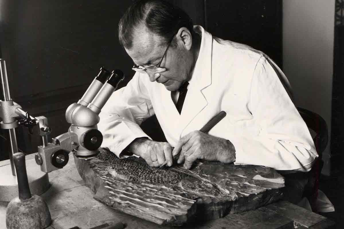 Prof. Dr. Bernhard Hauff junior bei der Präparation eines großen Schelzschuppenfisches.