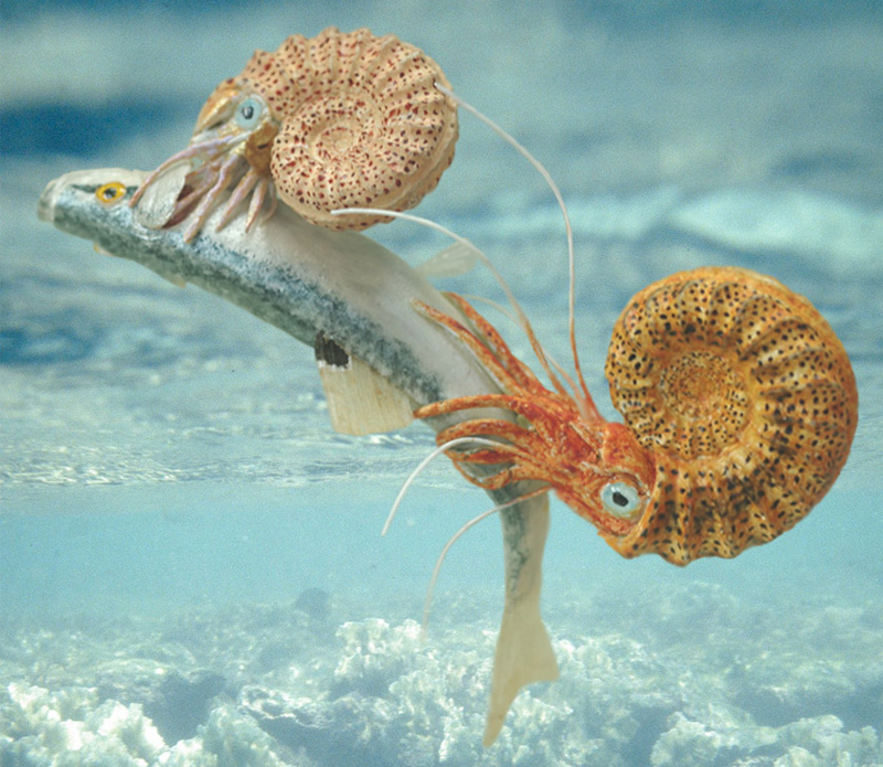 Ammoniten als Aasfresser auf Fisch (Leptolepis)