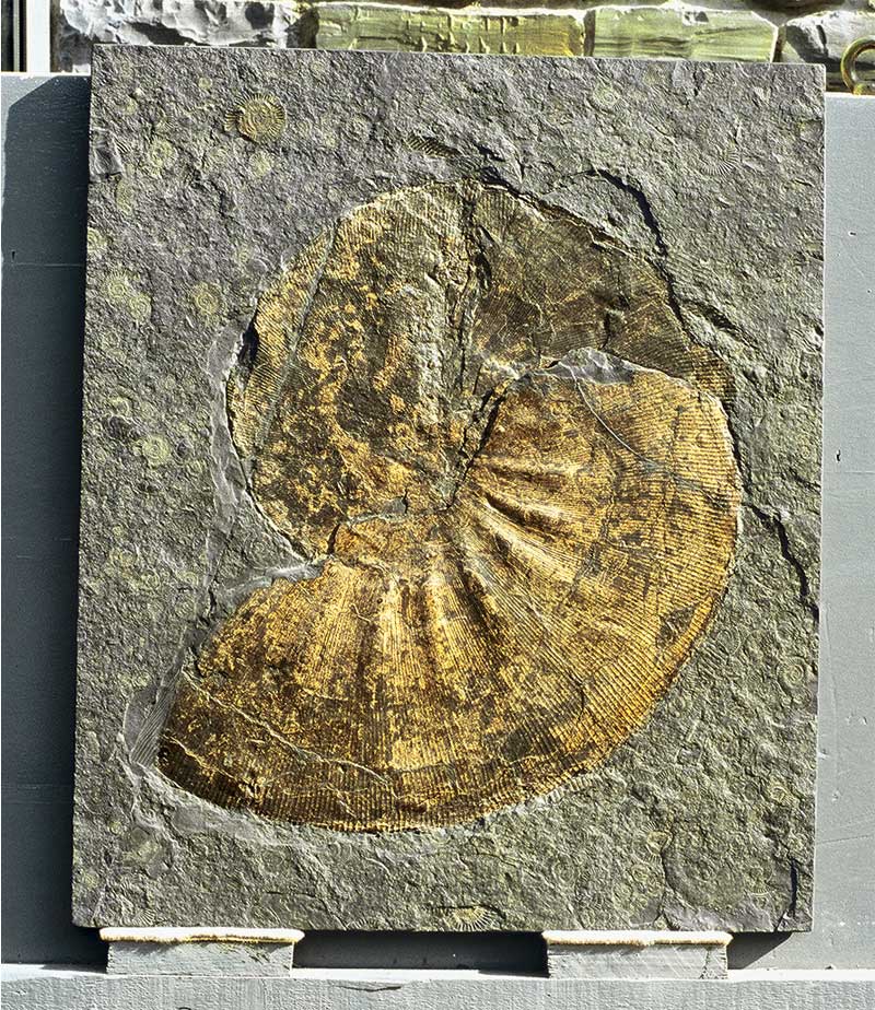 URWELTMUSEUM BODMAN IN BODMANLUDWIGSHAFEN ¦ QRCode Informationen