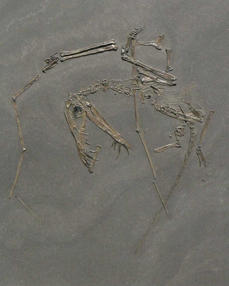 Dorygnathus originalgetreue Kopie Urweltmuseum Bodman · Original im Evolutionsmuseum Uppsala, Schweden, präpariert von B. Hauff sen. 1923 · Das Reusengebiss eignete sich zum Fischfang auf dem offenen Meer.