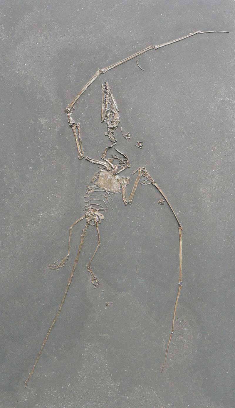 Campylognathus, Original, Carnegie Museum Pittsbourgh in Pennsylvania, U.S.A. präpariert von Bernhard Hauff sen. 1897 Die kleinen Zähne eigneten sich zum Fang von Insekten am Strand