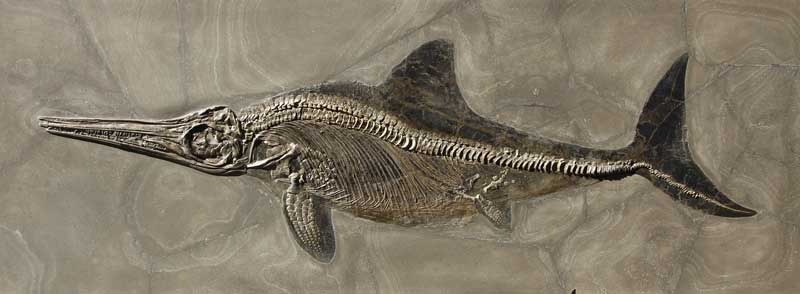 Ichthyosaurier in vollständiger Erhaltung, mit Körperumriss, 110 cm lang, Platte 136 x 51 cm