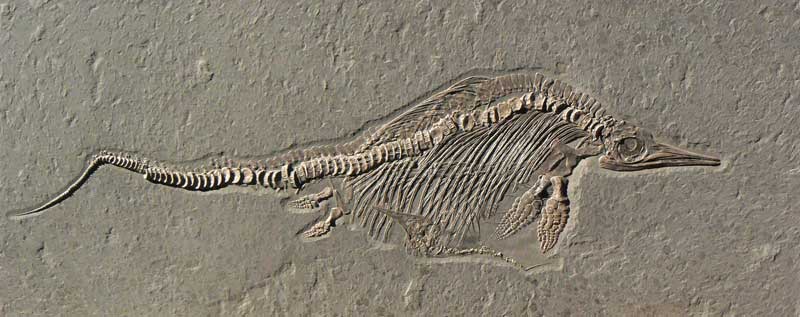 Ichthyosaurier mit zwei Embryonen, Länge 265, Platte 301 x 121 cm.