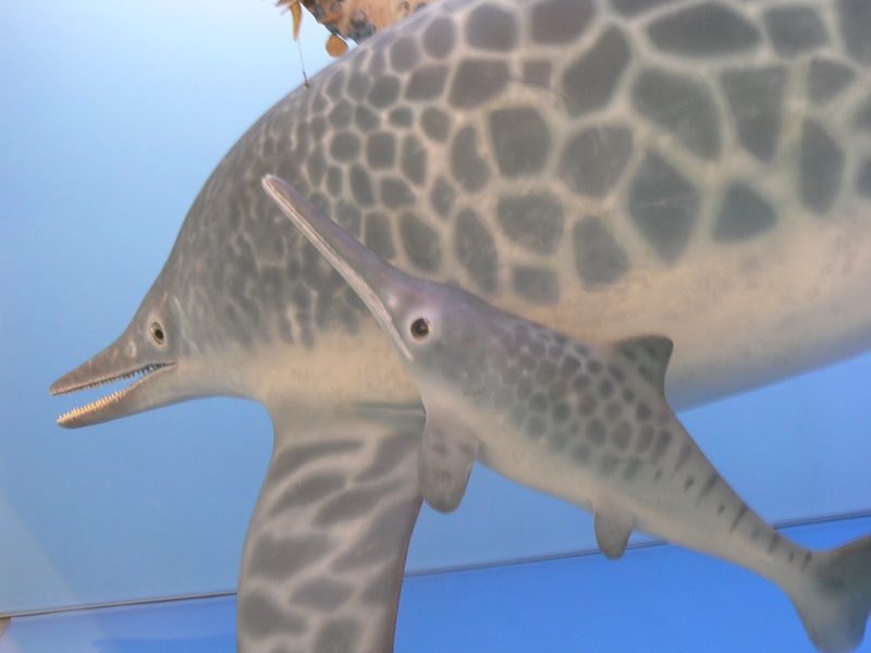 Ichththyosaurier mit Jungem, Modell Naturkundemuseum Stuttgart
