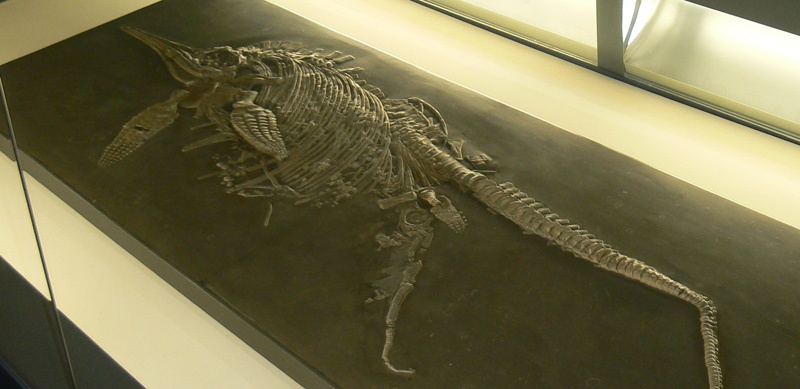 Ichthyosauriergeburt, Naturkundemuseum Stuttgart.