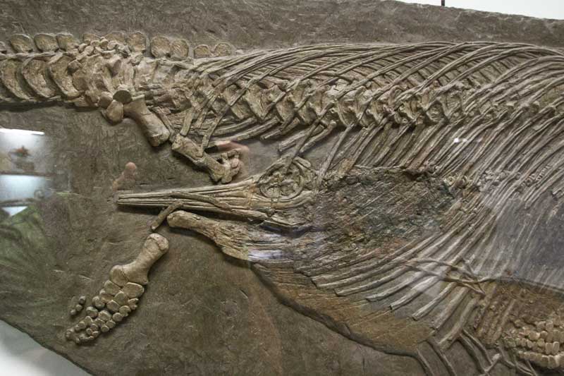 Der älteste Fund eines Ichthyosauriers ausgestellt von 1749 im Naturkundemuseum Stuttgart