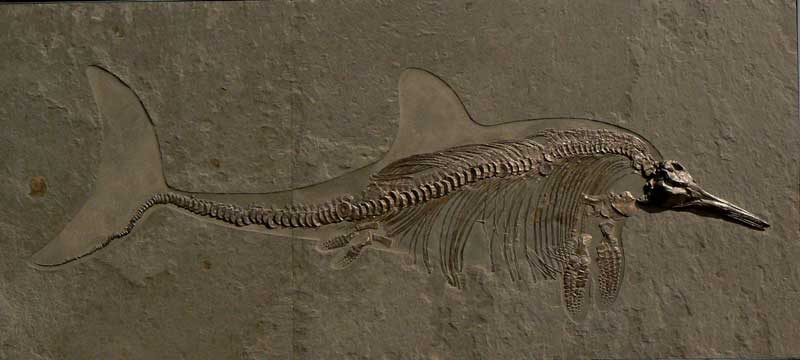 Stenopterygius quadriscissus, Ichthyosaurier, Länge 373 cm, Platte 377 x 170 cm.