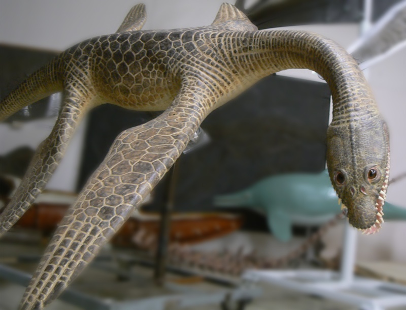 Meyerasaurus, Naturkundemuseum Stuttgart.