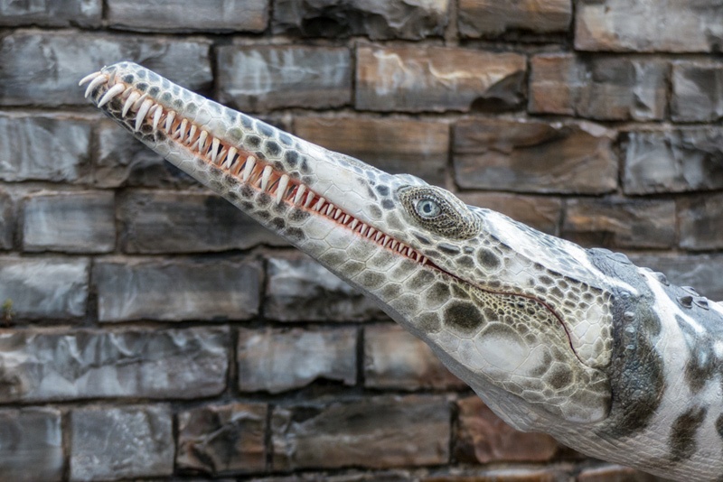 Hauffiosaurus Kopf Modell, Urweltmuseum Hauff Holzmaden.