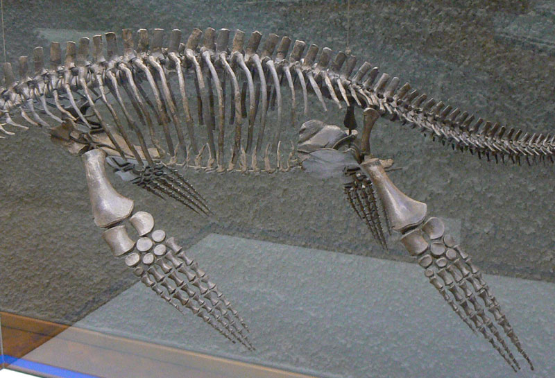 Plesiosaurier, 3D-Modell Leib mit Vorder-und Hinterflossen ohne Kopf, Naturkundemusem Stuttgart.