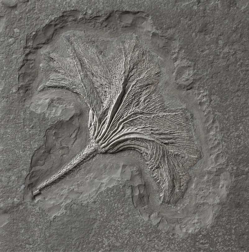 Seelilie Seirocrinus Krone, Urweltmuseum Hauff Holzmaden.