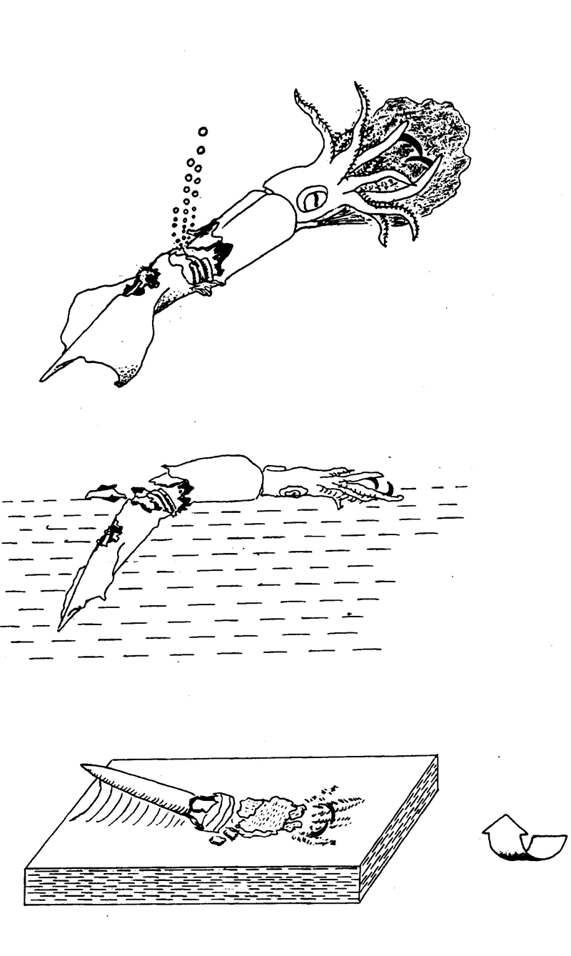 Einbettung eines verletzten Belemniten. Die Sedimente werden verdichtet. Die Präpararation des fossilen, verletzten Belemniten erfolgt von der Unterseite der Schieferplatte.