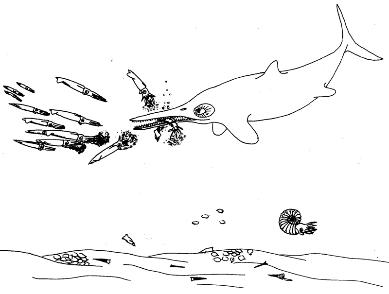 Ichthyosaurier verletzt Belemniten, die rasch absinken.