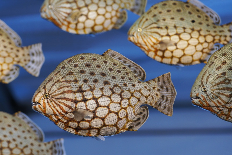 Dapedium stollorum, Modell, Urweltmuseum Hauff Holzmaden.