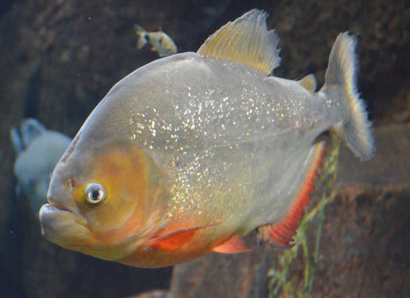 Piranha, Naturkundemusem Karlsruhe.