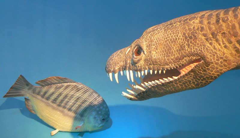 Plesiosaurier (Meyerasaurier) mit Dapedium, Naturkundemuseum Stuttgart.