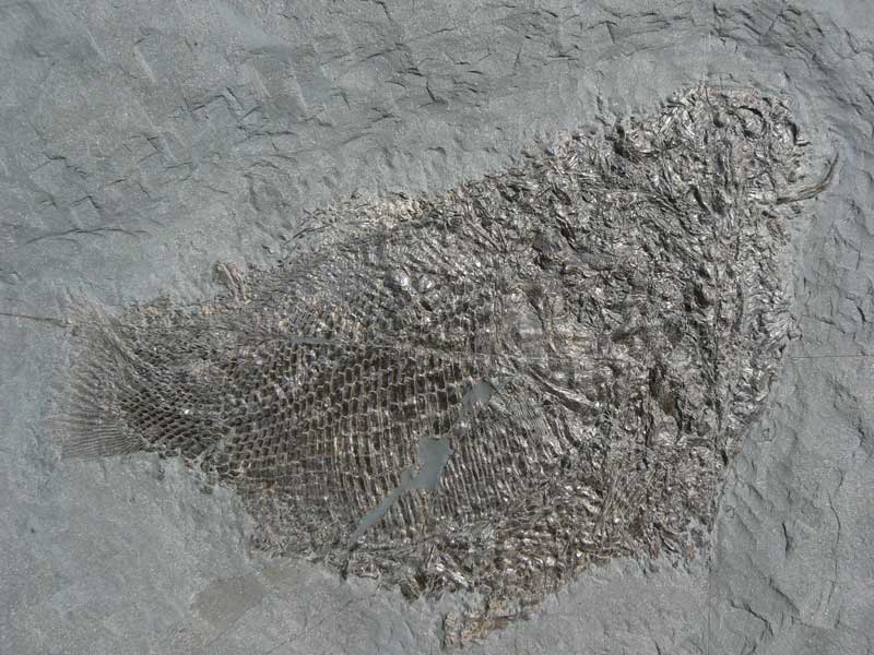 Speiballen, vermutlich eines Sauriers, von mehreren Schmelzschuppenfischen. Urweltmuseum Hauff Holzmaden