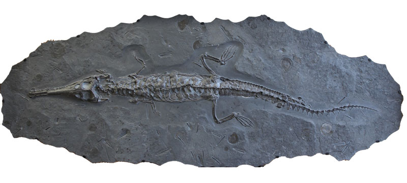 Steneosaurier, Länge 438 cm, Urweltmuseum Bodman.