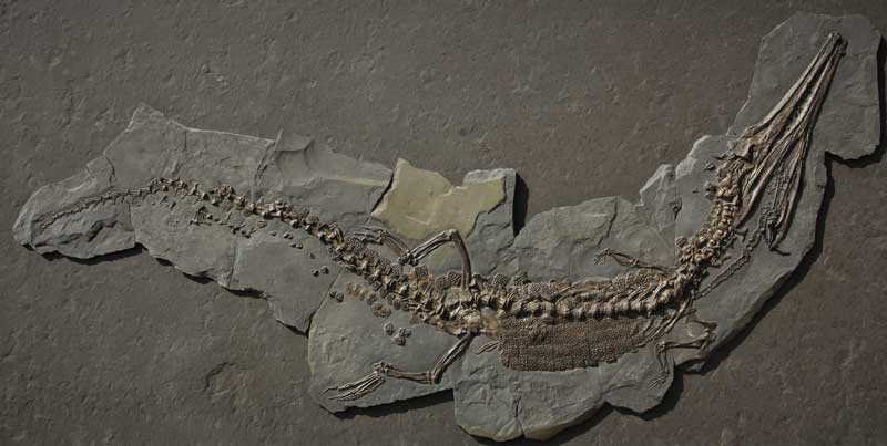 Steneosaurier, Länge 319 cm, Urweltmuseum Bodman.