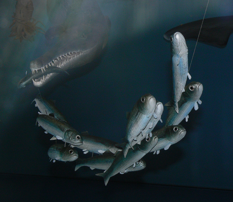 Steneosaurier auf Beutejagd, Modell Naturkundemusem Stuttgart.