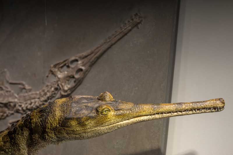 Steneosaurierschädel fossil und Modell, Urweltmuseum Hauff Holzmaden.