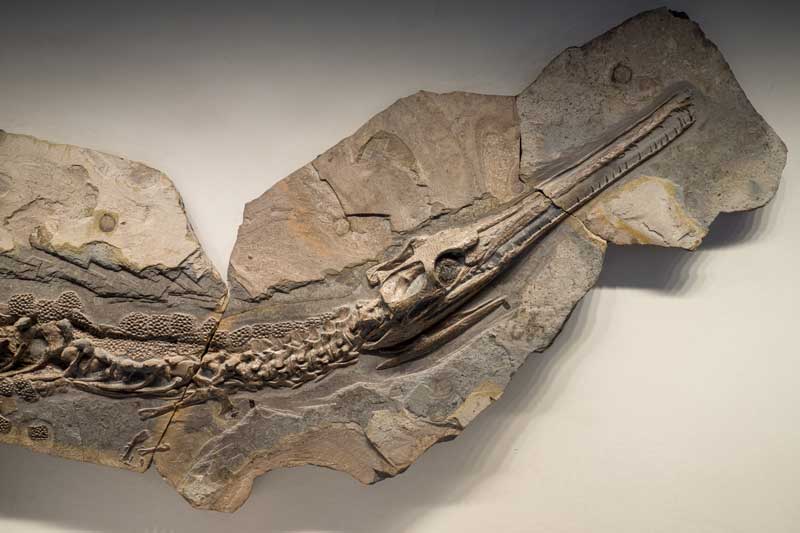 Pelagosaurier Schädel mit seitlich liegenden Augen, Urweltmuseum Hauff Holzmaden.