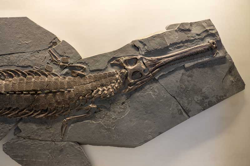 Platysuchus multiscrobiculatus, Kopf bis hinter Vorderextremitäten, Urweltmuseum Hauff Holzmaden.