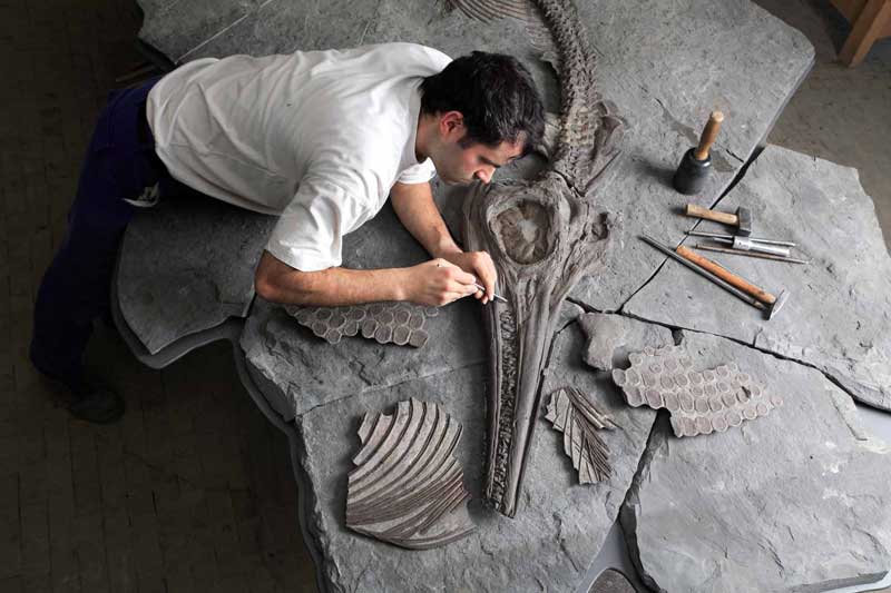 Präparation eines Ichthyosaurier.