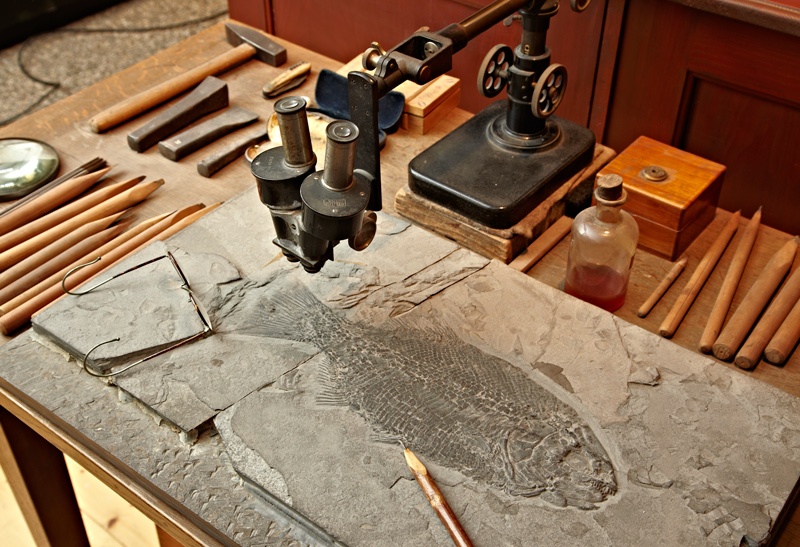 B. Hauff war der Erste, der Fossilien aus Holzmaden unter dem Mikroskop präparierte.